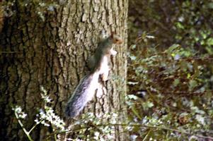 Grey Squirrel